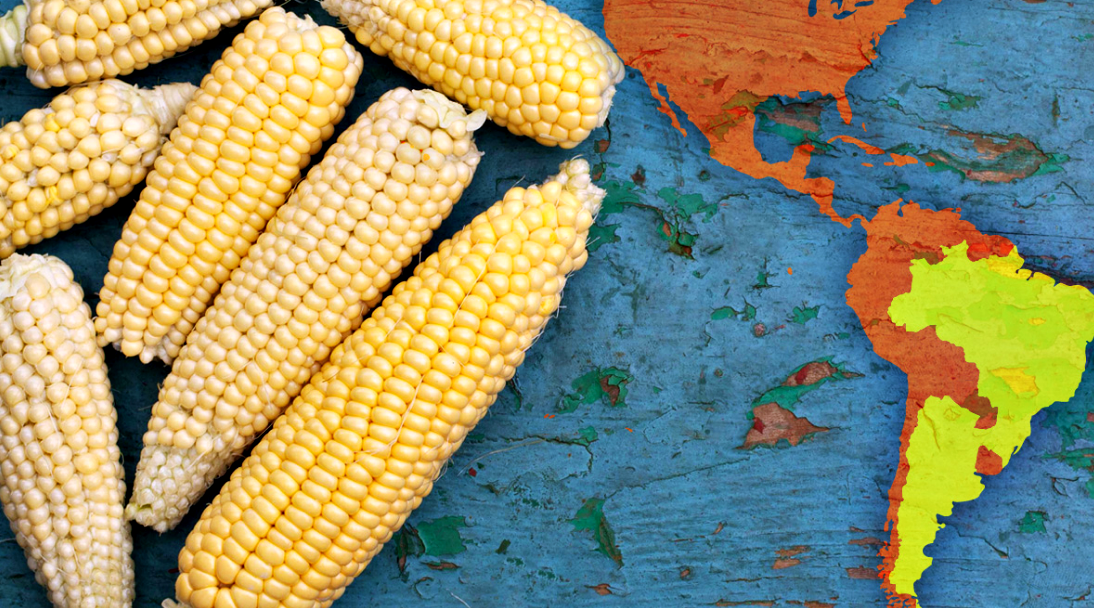 Brasil se postula como el segundo mayor exportador mundial de maíz | Agroasa